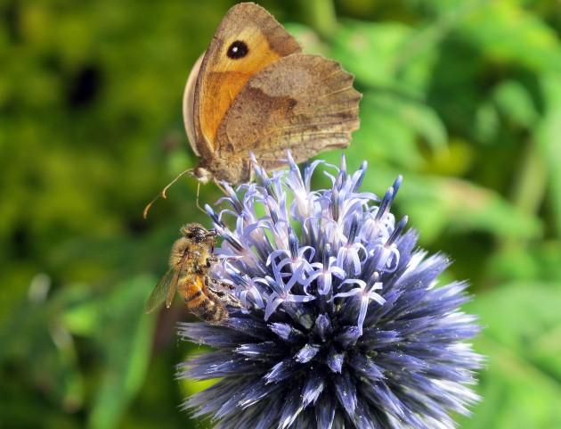 A small heath butterfly and a honey bee, by Daily Echo reader Richard Pinfield. Caught on Camera August 20, 2012.