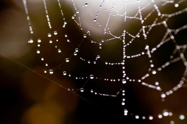 A web in the New Forest, by Daily Echo reader Rob Franklin. Caught on Camera August 21, 2012.