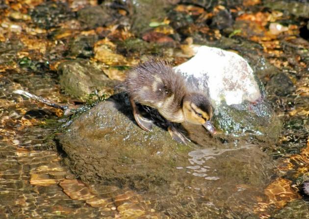A young chick goes for a dip in the shallows of the River Meon, by Daily Echo reader Andrew Paine. Caught on Camera August 23, 2012.