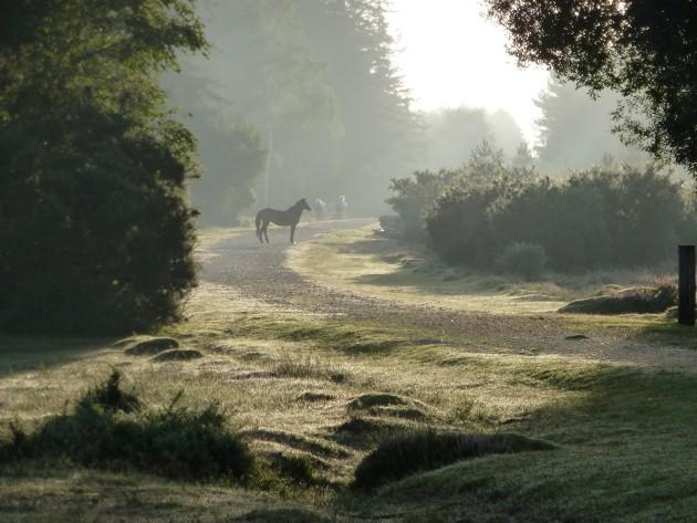 Ponies in mist, by Daily Echo reader Peter Summers. Caught on Camera August 24, 2012.