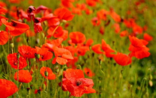 A Hampshire poppy field, by Daily Echo reader Kev Browne. Caught on Camera September 5, 2012.