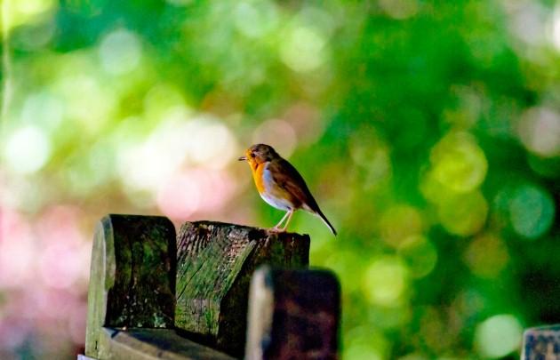 A robin perched on a fence, by Daily Echo reader Rhy Jones. Caught on Camera September 6, 2012.