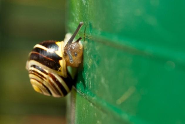 A close-up view of a snail in a Hampshire garden, by Daily Echo reader Paul Hutchinson.
