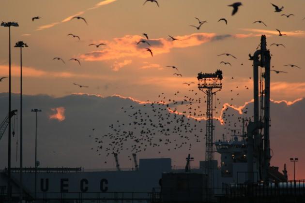 Seagulls and starlings over Southampton Docks in the early evening by Daily Echo reader Martin Curtis. Caught on Camera September 12, 2012.
