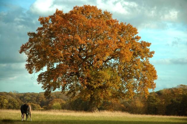 An autumn oak tree at Upper Hamble Country Park, by Daily Echo reader Chris Fay. Caught on Camera September 13, 2012.