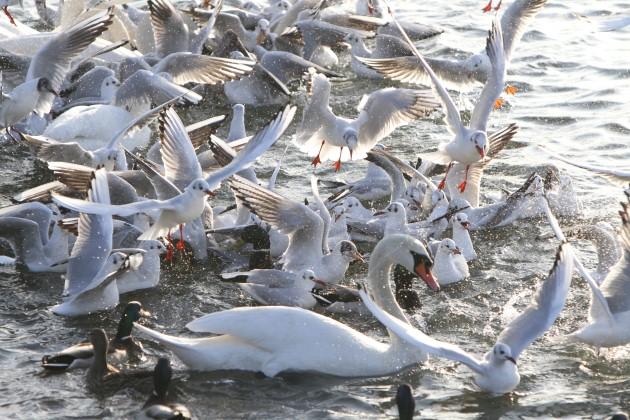 Birds vying for space on the water at Riverside Park, Southampton, by Daily Echo reader Stu Rogers. Caught on Camera September 19, 2012.