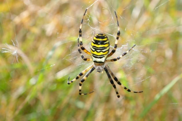 A wasp spider, more usually found in the Mediterranean climes, by Daily Echo reader Josh Phangurha. Caught on Camera September 20, 2012.