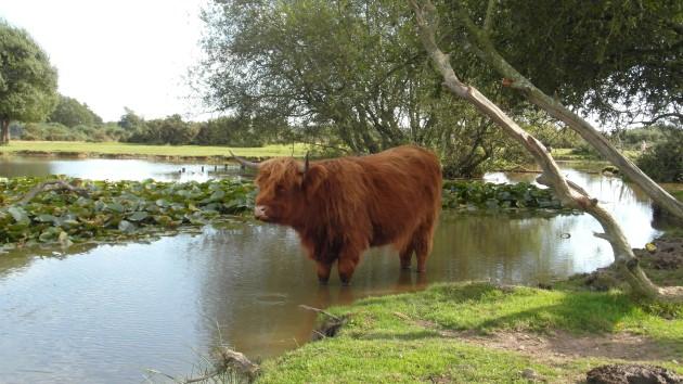 A bull in Janesmoor Pond, New Forest, by Daily Echo reader David Nicholas. Caught on Camera September 24, 2012.