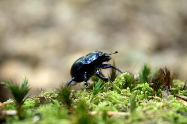 A beetle photographed in the New Forest, by Daily Echo reader Hannah Scully. Caught on Camera September 25, 2012.