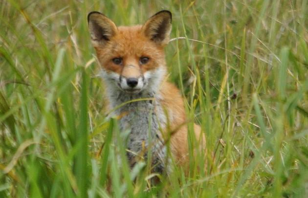 A young fox stares into the camera lens of Daily Echo reader John Scammell. Caught on Camera October 16, 2012.