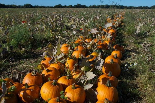 Pumpkins in a Hampshire field, by Daily Echo reader Jan Sutton. Caught on Camera October 23, 2012.
