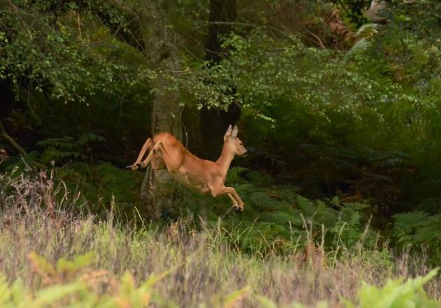 A deer leaps through the forest at Ashurst, by Daily Echo reader Matthew Wardle. Caught on Camera October 24, 2012.