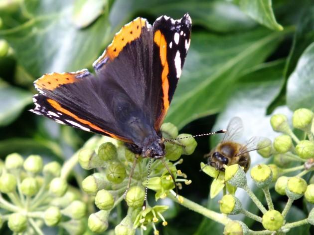 A butterfly and a bumble bee side by side in the autumn sun, by Daily Echo reader Andrew Paine. Caught on Camera October 25, 2013.