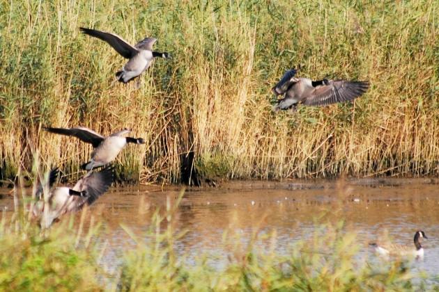 Canada geese come into land early in the morning in Bursledon, by Daily Echo reader Andrew Paine. Caught on Camera October 31, 2012.