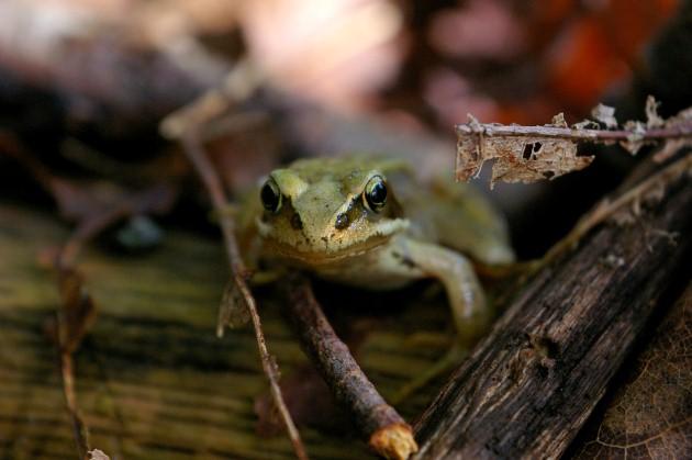 A common frog in the damp woodland by Daily Echo reader Josh Phangurha. Caught on Camera November 8, 2012.