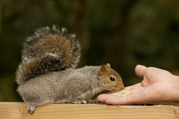 A squirrel fed in Fritham, by Daily Echo reader Jan Sutton. Caught on Camera November 13, 2012.