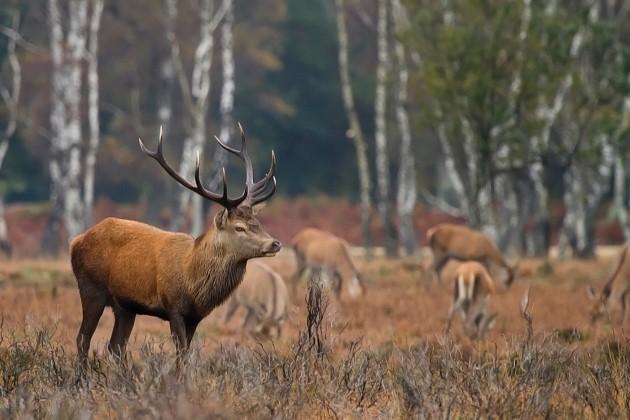 A red deer stag keeps a watchful eye on his harem, by Daily Echo reader John Sinclair. Caught on Camera November 14, 2012.