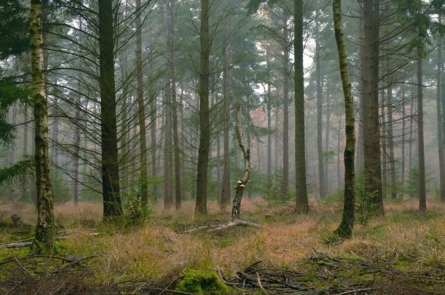 Woodlands in the New Forest, by Daily Echo reader Matt Wardle. Caught on Camera November 21, 2012.