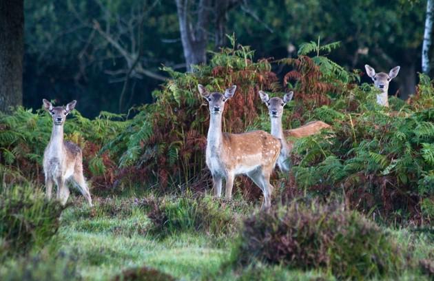 Fallow deer in the New Forest, by Daily Echo reader John Sinclair. Caught on Camera November 27, 2012.
