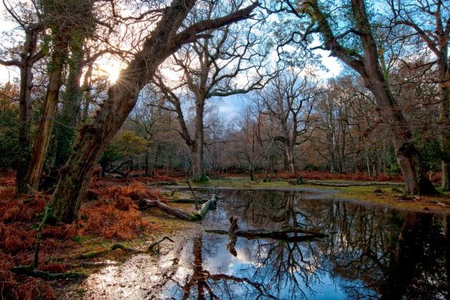 Autumn in the New Forest by Daily Echo reader Matt Pringle. Caught on Camera November 28, 2012.