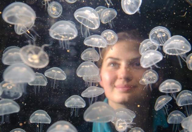Aquarist Ruth Chamberlain looks at a kreisel full of baby Moon Jellyfish, at the Sea Life London Aquarium, in central London, part of a boom of baby jellyfish at the aquarium.
The baby jellyfish, some of which are just 2mm long, are reared behind the sce