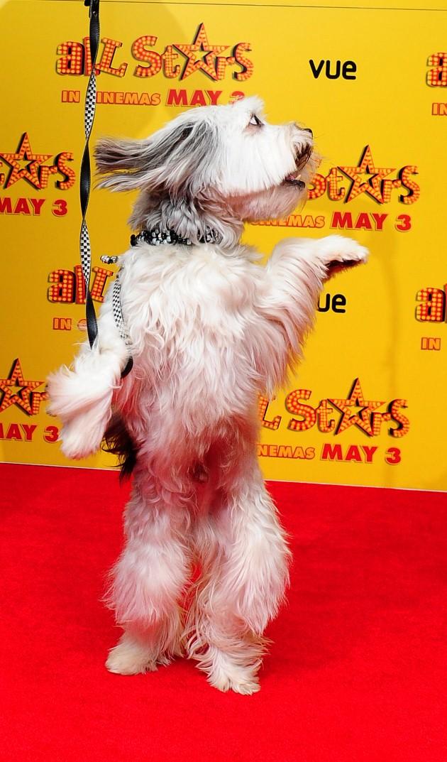  Pudsey from Ashleigh and Pudsey arrive at the premiere of All Stars at the Vue cinema in London.
Picture date: Monday April 22, 2013.