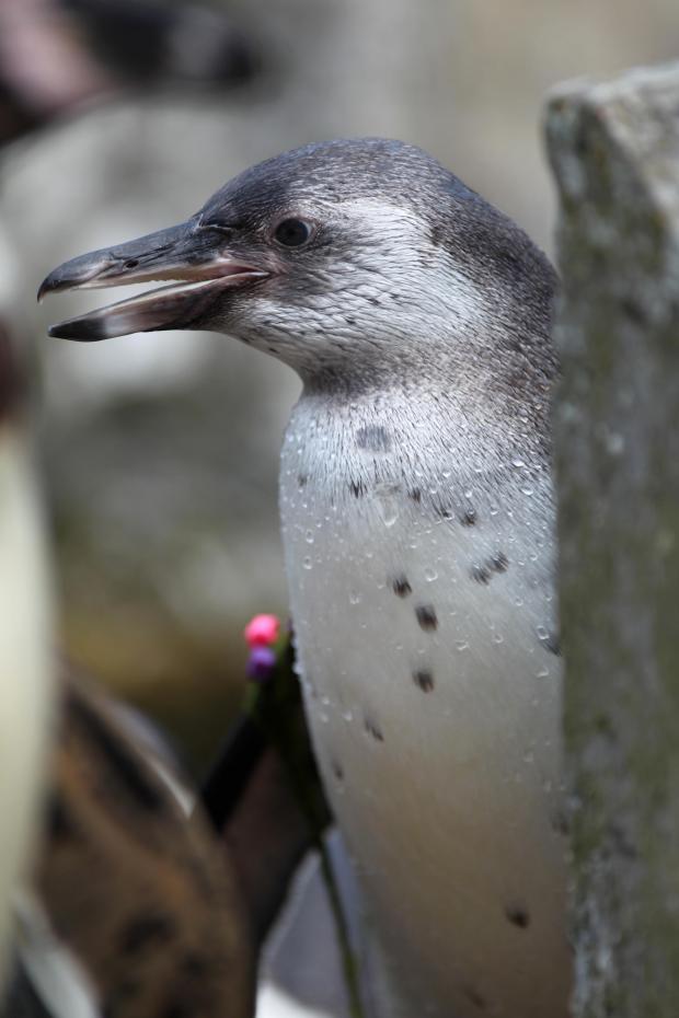 One of the Humboldt penguin chicks at Marwell Zoo