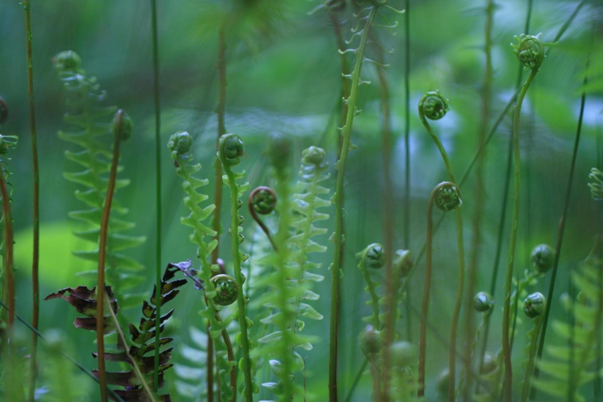 New Ferns in the undergrowth - by Timothy Pearce. Caught on Camera.