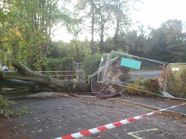 Reporter Joe Curtis has filed this image of a tree which has crashed down on Cheriton Road in Winchester. Pictures from the aftermath of the winds which rose up to 100 MPH. October 28, 2013.