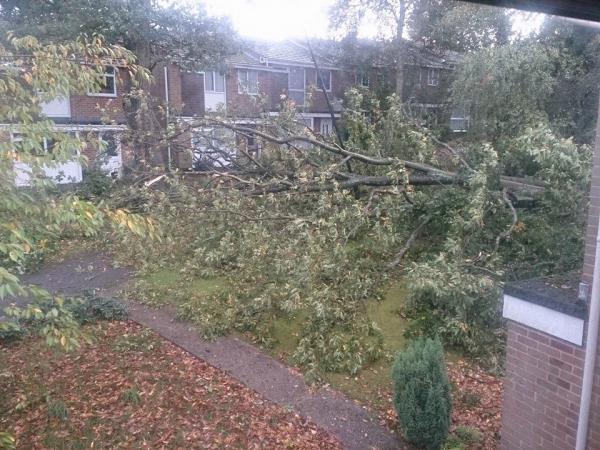 This is the scene in Oakwood Drive, Lordshill, where a tree has crashed into a house. Pictures from the aftermath of the winds which rose up to 100 MPH. October 28, 2013.