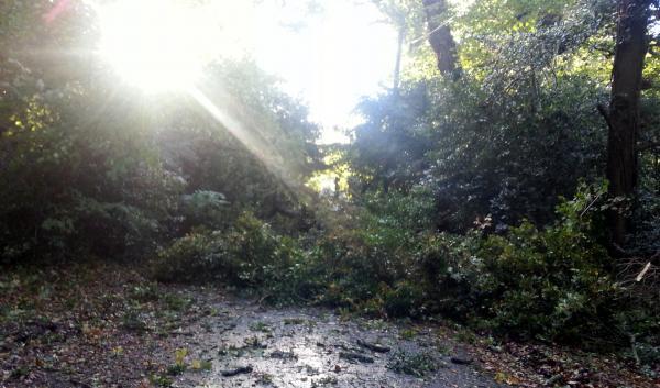 This is Upper Toothill Road in Rownhams, which is completely blocked. Phot by Martin Prince. Pictures from the aftermath of the winds which rose up to 100 MPH. October 28, 2013.
