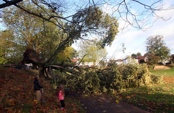 A tree has come down in St. James' park in Shirley. Echo photographer Matt Watson has sent these images over. Pictures from the aftermath of the winds which rose up to 100 MPH. October 28, 2013.