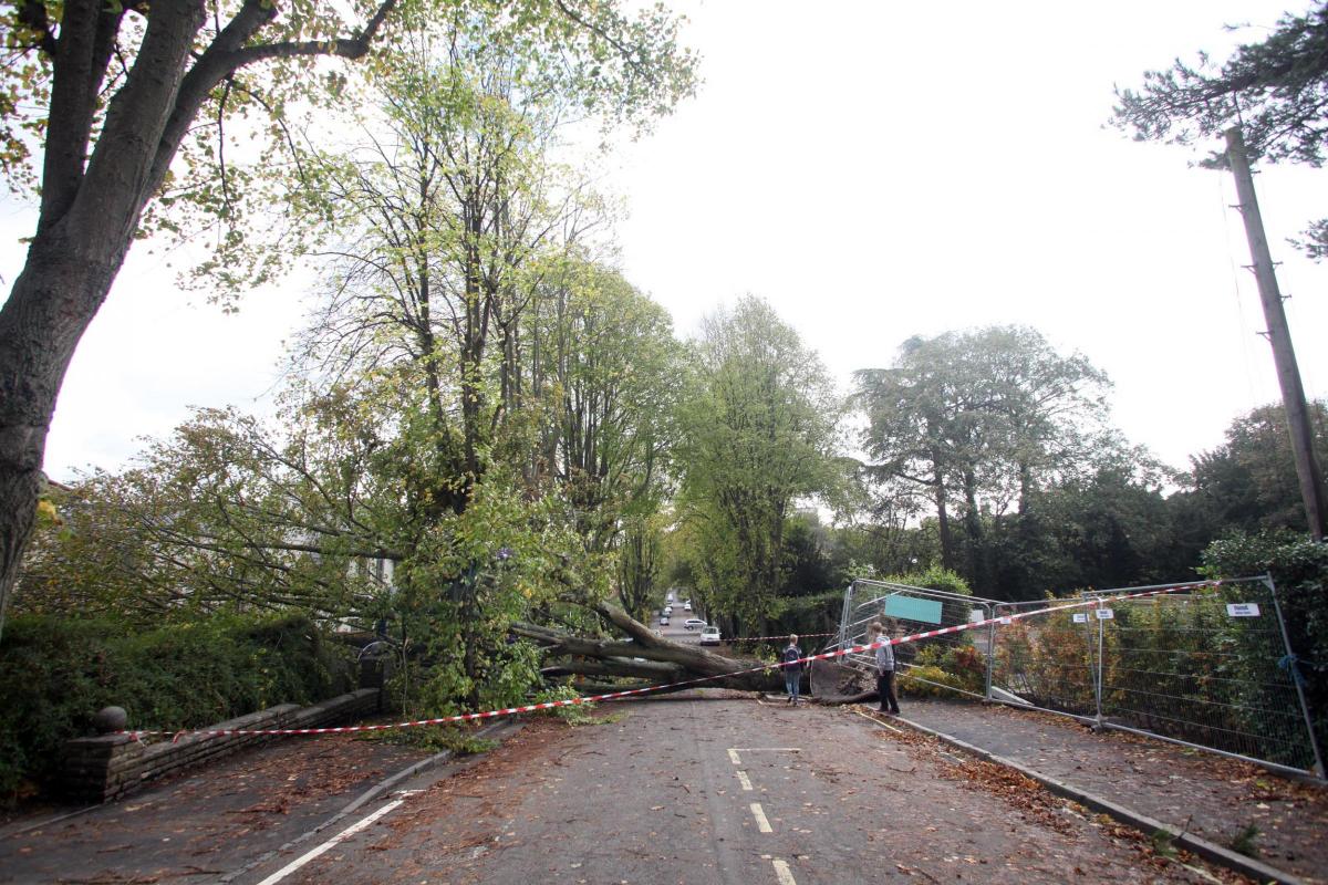 A fallen tree completely blocks Cheriton Road in Winchester. Here are the pictures from Daily Echo photographer Matt Watson. Pictures from the aftermath of the winds which rose up to 100 MPH. October 28, 2013.