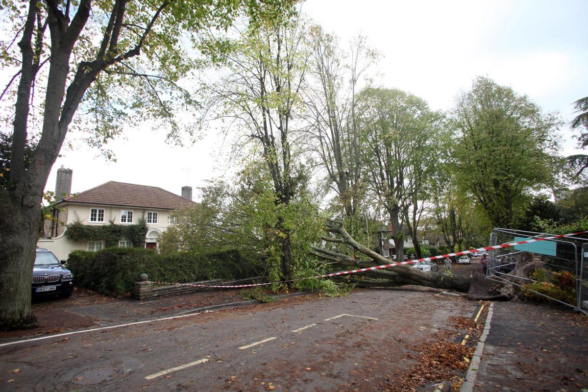 A fallen tree completely blocks Cheriton Road in Winchester. Here are the pictures from Daily Echo photographer Matt Watson. Pictures from the aftermath of the winds which rose up to 100 MPH. October 28, 2013.