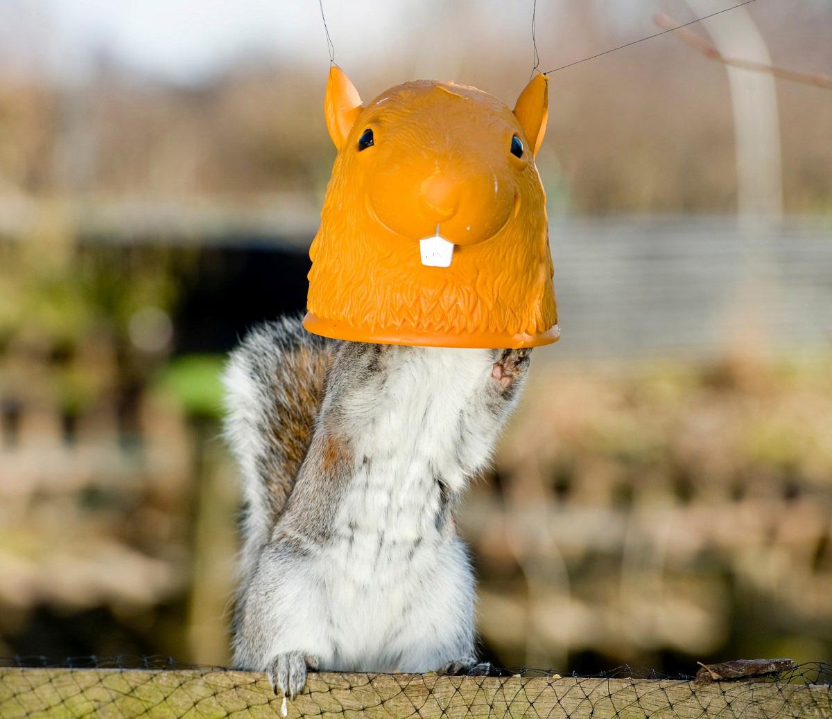 The Year in Pictures - 2013 - The Big Head Squirrel Feeder was installed in the Secret Garden Nature Reserve in Southampton. February 20, 2013.