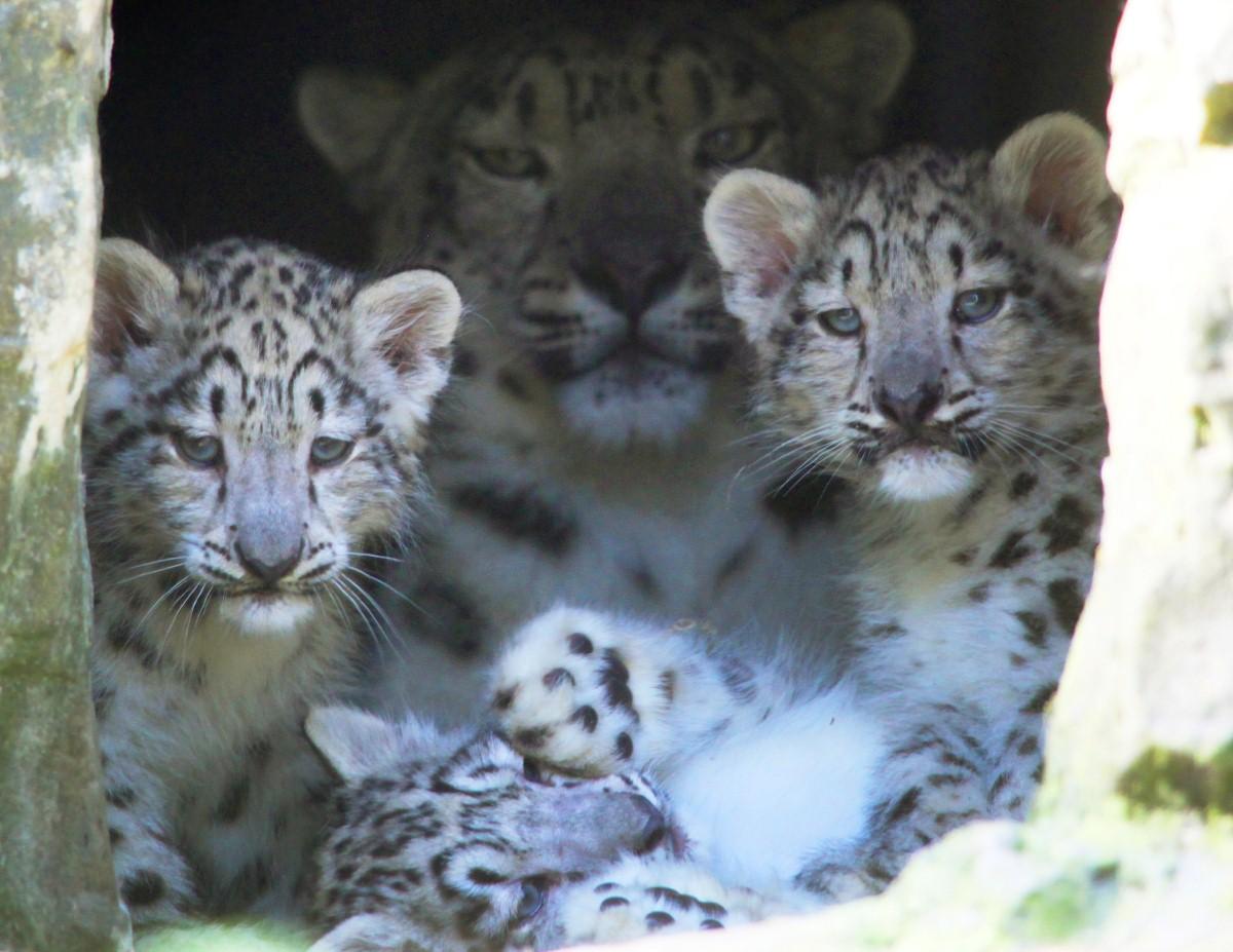 The Year in Pictures - 2013 - Pictures were taken of the new snow leopard cubs as they ventured from their cave for the first time at Marwell Wildlife. July 17, 2013.