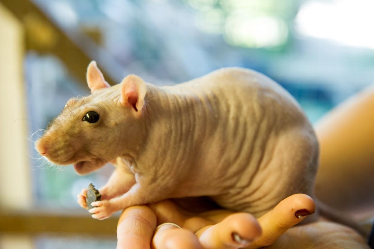 The Year in Pictures - 2013 -  Rhiannon Eustace with her hairless rats. August 23, 2013.