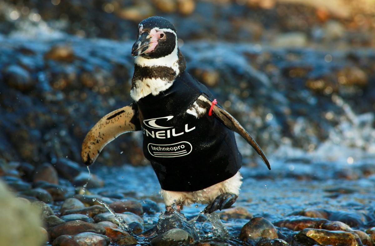 The Year in Pictures - 2013 - Ralph, a 14 year-old Humboldt penguin from Marwell Wildlife had a custom wetsuit made by O'Neill surf wear. January 11, 2013.