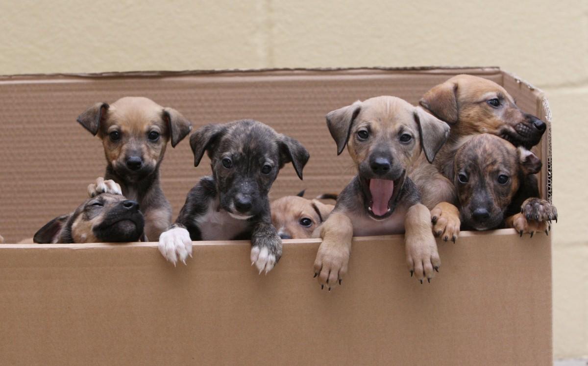 The Year in Pictures - 2013 - Nine lurcher puppies who were pictured at the Blue Cross and who have been named after Downton Abbey stars. September 30, 2013.