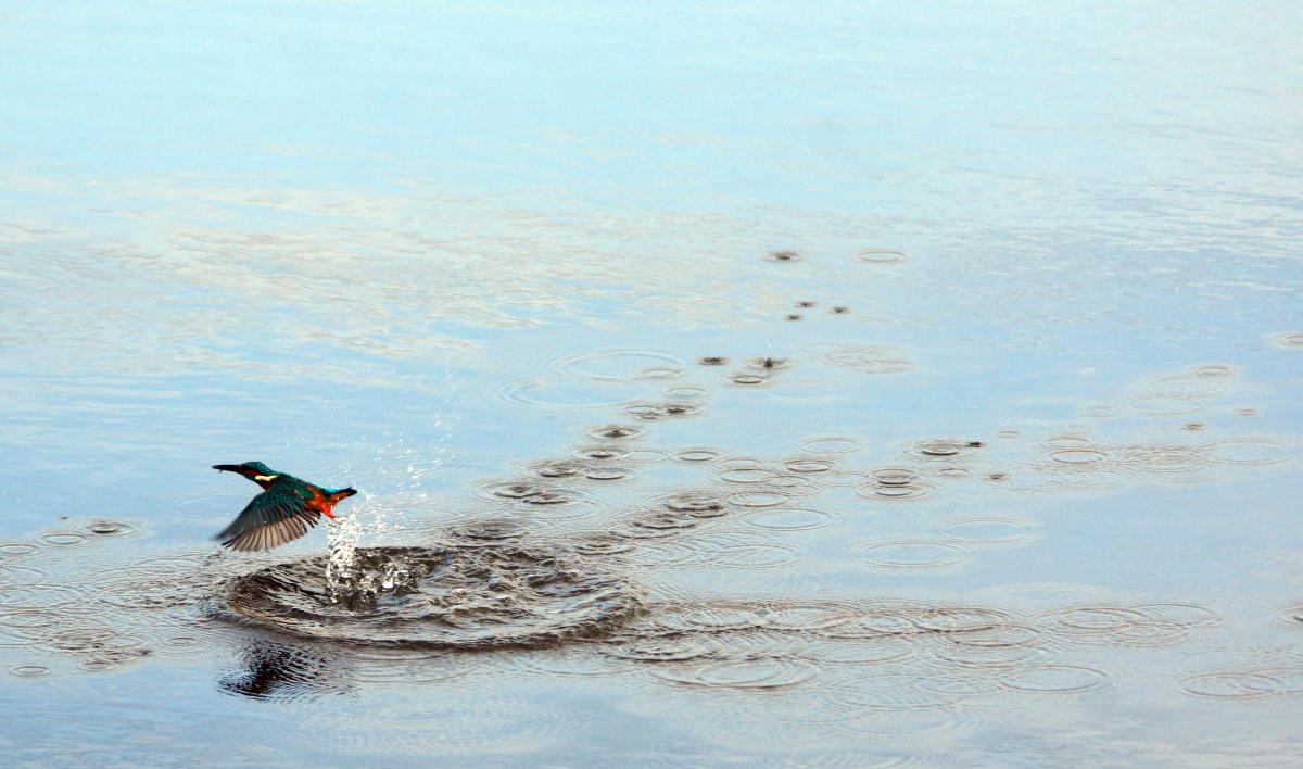 A kingfisher dives for its lunch, photographed by Daily Echo reader John Scamell. Caught on Camera for January 1st.