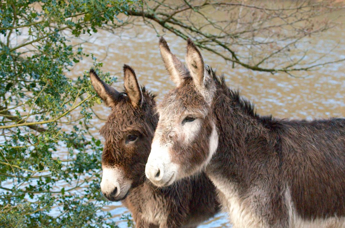 Donkeys at Eyeworth Pond, New Forest, photographed by Daily Echo reader Jan Sutton. Caught on Camera for January 7, 2014.