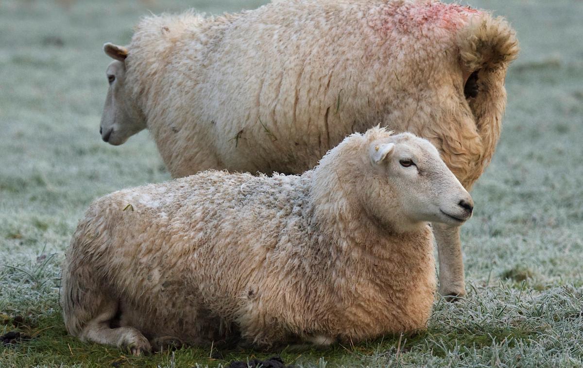 Frosty sheep don their winter coats, photographed by Daily Echo reader Jan Sutton. Caught on Camera for January 9, 2014.