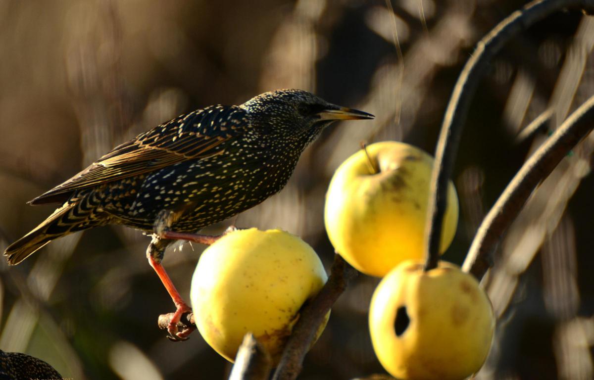 A starling in a Hampshire garden, photographed by Daily Echo reader Bob Painton. Caught on Camera for January 10, 2014.