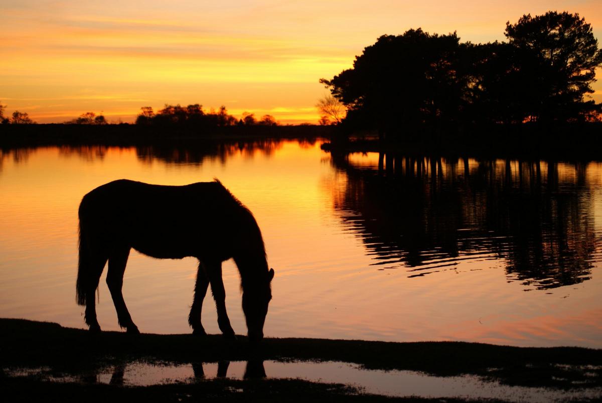 A New Forest pony grazing on the shore of Hatchet Pond, by Daily Echo reader Alexis Scott-Thompson. Caught on Camera for January 14, 2014.