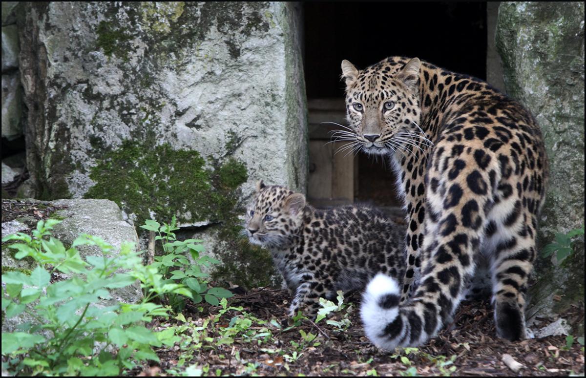  Amur leopard cub at Marwell Wildlife emerges slowly from her den for the first time.
The 12-week-old female cub took her time to follow her mother into their new enclosure at Marwell Wildlife.