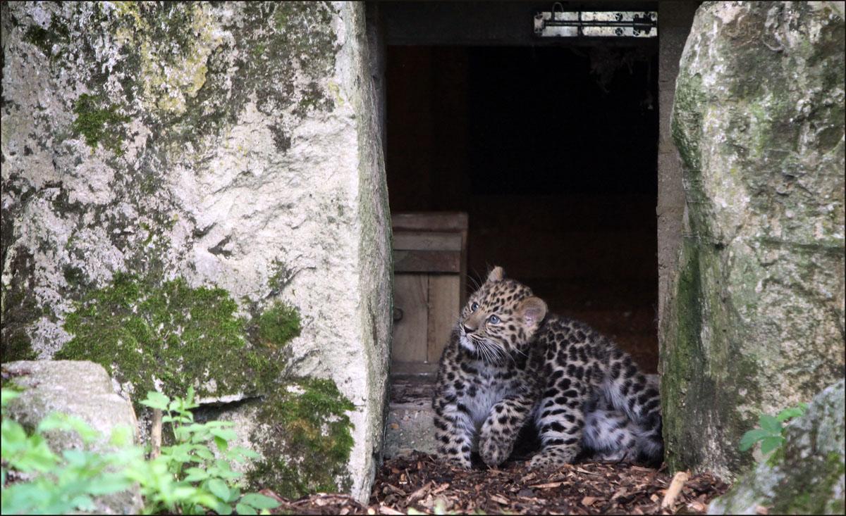 Amur leopard cub emerges from her den for the first time