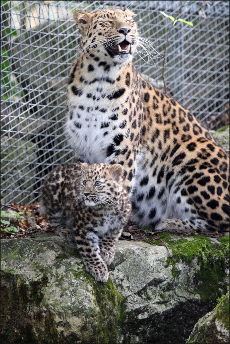  Amur leopard cub at Marwell Wildlife emerges slowly from her den for the first time.
The 12-week-old female cub took her time to follow her mother into their new enclosure at Marwell Wildlife.