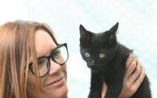 World Cup loving cat named after Agrentina capatin Lionel Messi has a new home thanks toe the Daily Echo