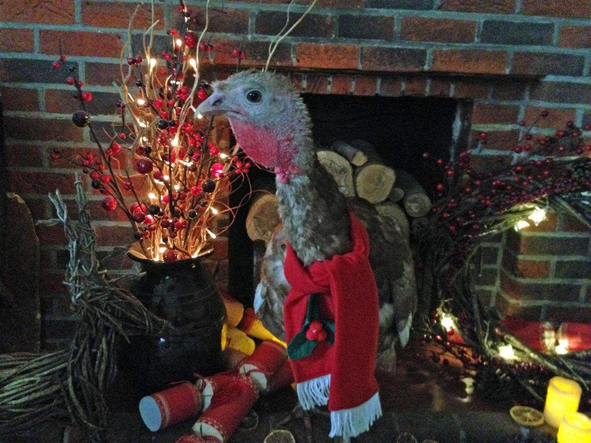 Christmas the turkey - from Maggie Harmer - 0665