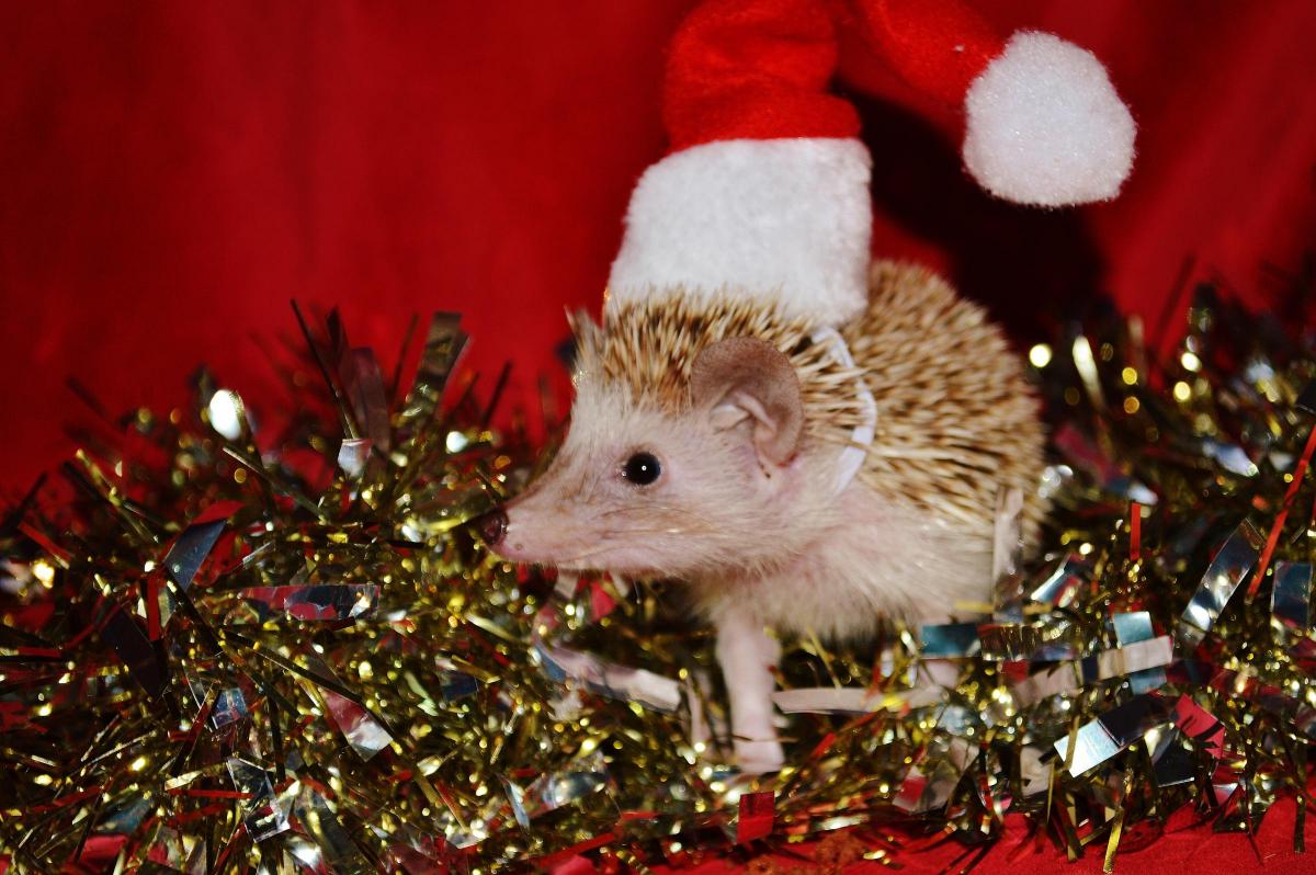 Agnes the African pygmy hedgehog - from Ruby Leaity - Agnes - 0639